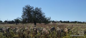 Concierto de órgano – Santanyí – Mallorca – Mayo 2025