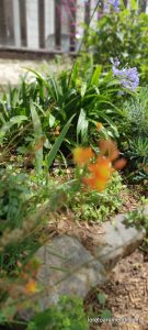 Concierto de órgano - Catedral anglicana St. Paul de Valparaíso - Chile - Diciembre 2025