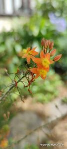 Concierto de órgano - Catedral anglicana St. Paul de Valparaíso - Chile - Diciembre 2025