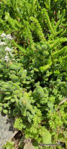 Concierto de órgano - Catedral anglicana St. Paul de Valparaíso - Chile - Diciembre 2025