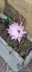Concierto de órgano - Iglesia de los Sagrados Corazones - Valparaíso - Chile - Diciembre 2025