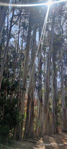 Concierto de órgano - Iglesia de los Sagrados Corazones - Valparaíso - Chile - Diciembre 2025